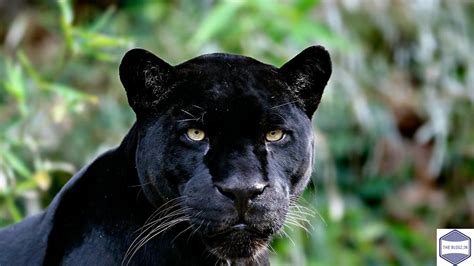 Black Panther Animal — The Animal Kingdom | by Piyush Goel | Medium