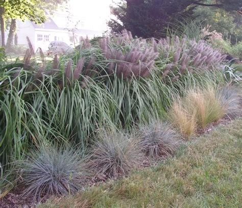 Ornamental Grasses as hedge Outside Living, Outdoor Living, Front ...