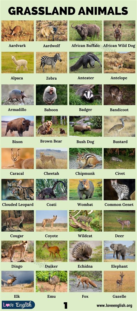 Grassland Animals: List of 75 Animals that Live in Grassland - Love English | Animal habitats ...