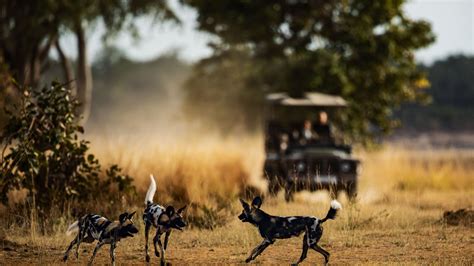 Inside Zambia's latest luxury safari lodges raising the bar to new ...