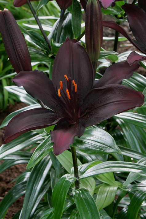 Lilium Blacklist – De Vroomen Garden Products | Professional