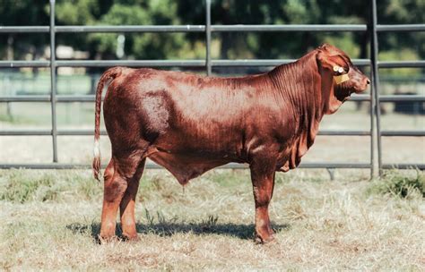 Beefmaster — DL Texas Ranch