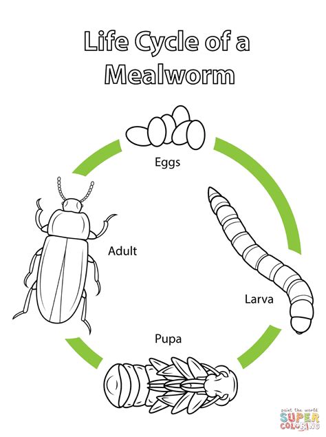 Life Cycle of a Mealworm coloring page | Free Printable Coloring Pages