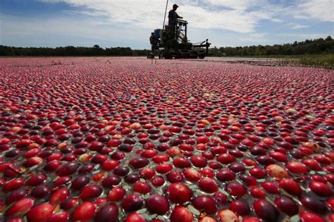 Massachusetts cranberries removed from European tariff list - masslive.com