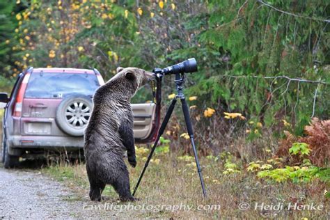 Grizzly bear photographer | News, Videos & Articles