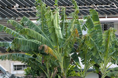 Banana Plants | alcidesota@yahoo.com-OFF-For Several Months | Flickr
