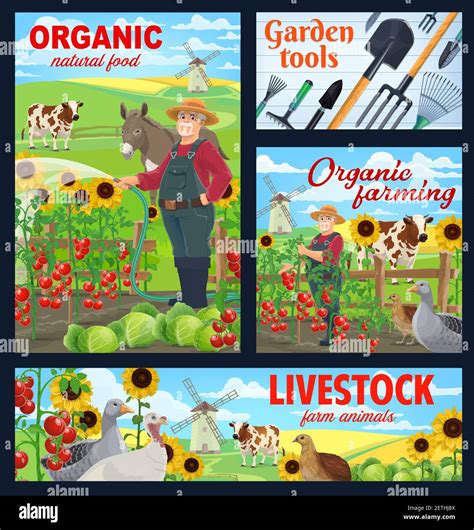 Organic farming, farm animals and garden tools posters. Farmer watering and harvesting ...