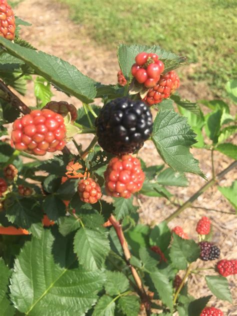 vegetarian south: Blackberry Picking