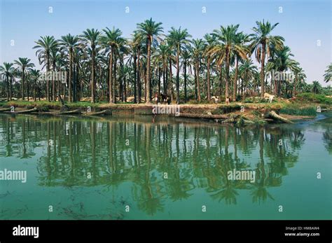 Iraq shatt al arab hi-res stock photography and images - Alamy