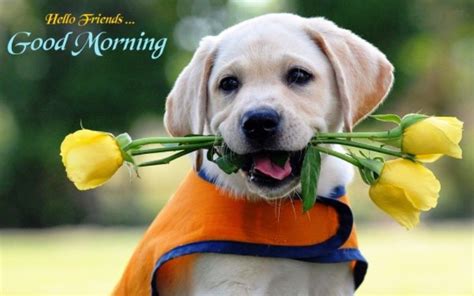 57 Cutest Good Morning Wishes With Puppies