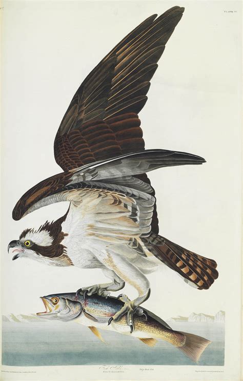 AUDUBON, John James (1785-1851). The Birds of America; from Original Drawings . London ...