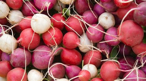 12 Types of Radishes