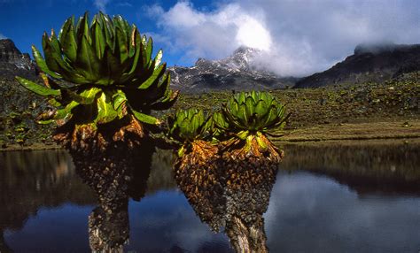 Giant Groundsels (Dendrosenecio keniodendron), Mount Kenya - a photo on ...