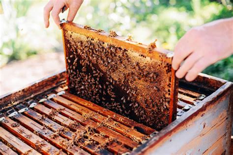 Considering the Joys of Beekeeping - PerfectBee