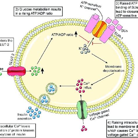 Schematic representation of the mechanism of action of sulfonylurea ...