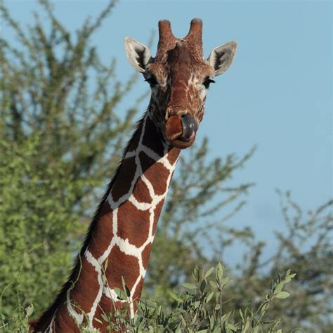 Samburu Animals – Samburu National Reserve