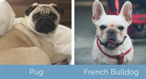 Pug vs French Bulldog: What's the Difference? | Hepper