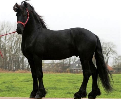 Friesian Horse Breed Information, History, Videos, Pictures