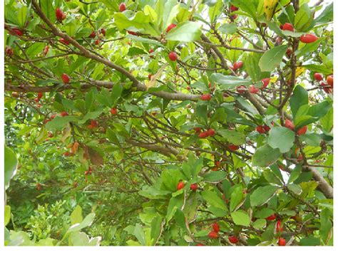 Synsepalum dulcificum branches bearing ripe fruits (Houéyogbé, Benin) | Download Scientific Diagram