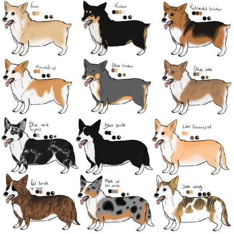 Main corgi colors | Corgi art, Corgi breeds, Corgi drawing