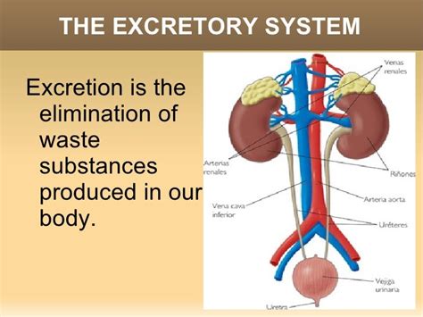 Excretory