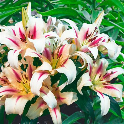 Buy Nymph Lily Tree | Excellent Deal on Lily Trees | Breck's