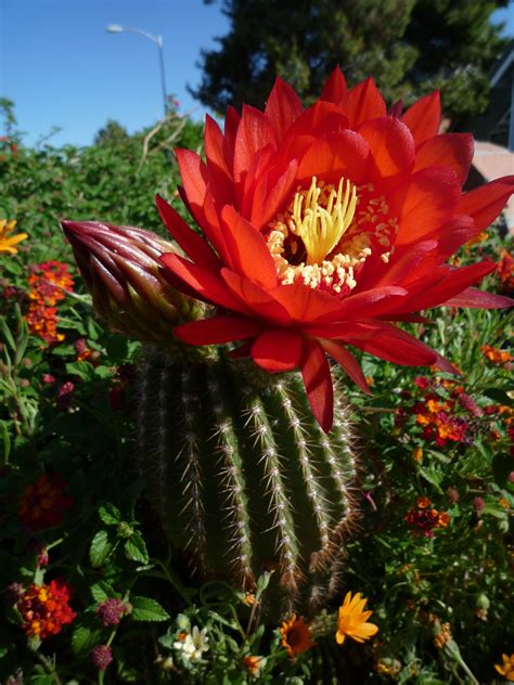 Arizona Desert Flowers Blooming : Flowers in Bloom Arizona | Arizona Desert in Bloom | Bill ...