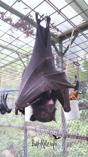 Rehab ABC Megabats 07/02/2016 | Fruit bat, Wildlife rehabilitation, Megabat