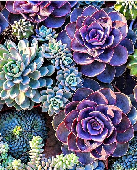 Sabia que é possivel uma suculenta mudar de cor? | Succulents wallpaper ...