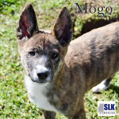 mogo - Medium Male Dingo Mix Dog in NSW - PetRescue