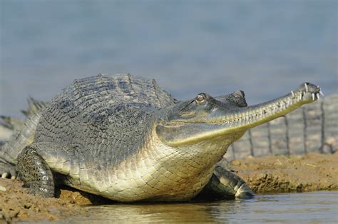 Giant Crocodile-Like Creature Was Driven to Extinction by Humans in China 200 Years Ago - Newsweek