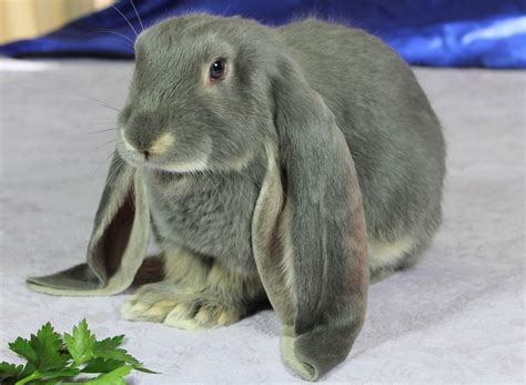 English Lop Rabbit | English lop rabbit, English lop, Rabbit breeds