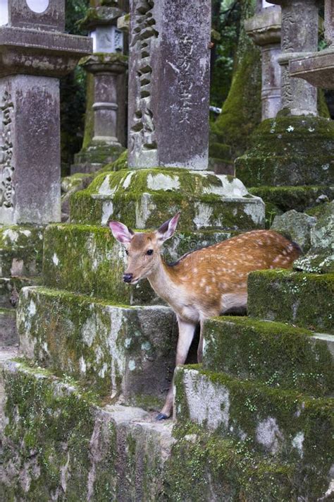 Deer at Todaiji Temple in Nara, Japan Stock Image - Image of nara ...