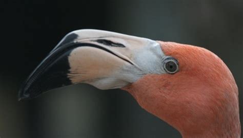 Natural Habitat for Flamingos | Sciencing