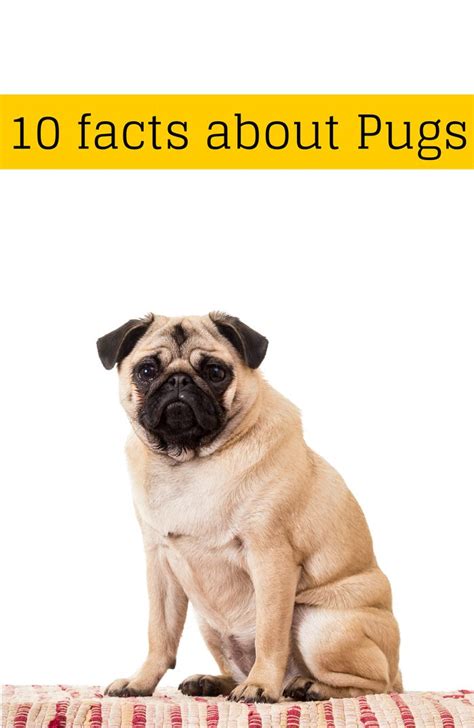 10 surprising facts about the Pug | Pug facts, Dog facts, Cat quotes funny