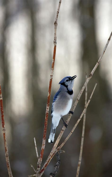 Singing Blue Jay Photograph by Linda Kerkau - Fine Art America