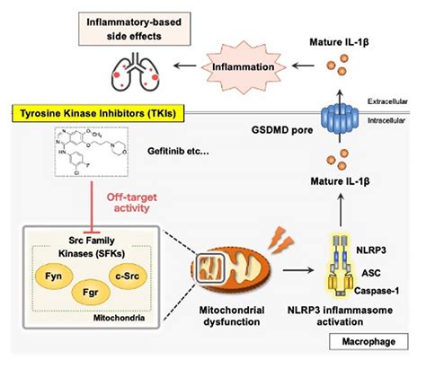 Team Discovers how TKI Cancer Drugs Cause Inflammatory Side Effects ...