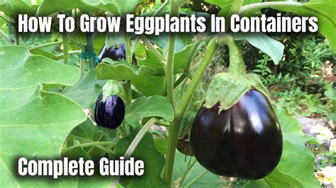 growing indian eggplant