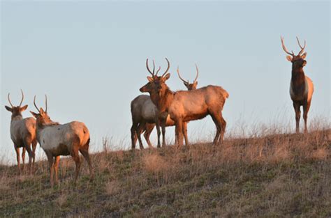 Difference Between Cow And Bull Elk Tracks - All About Cow Photos