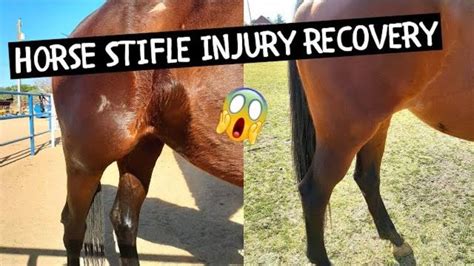 EQUINE STIFLE INJURY RECOVERY | also pregnancy & riding updates! - YouTube