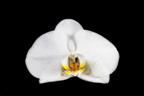 Premium Photo | White orchid on black background.