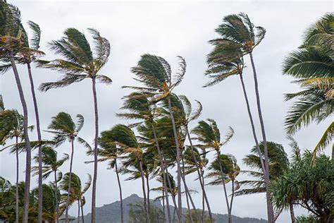 Hurricane Palm Trees Stock Photos, Pictures & Royalty-Free Images - iStock