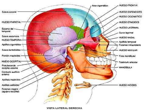 Anatomía del Cráneo