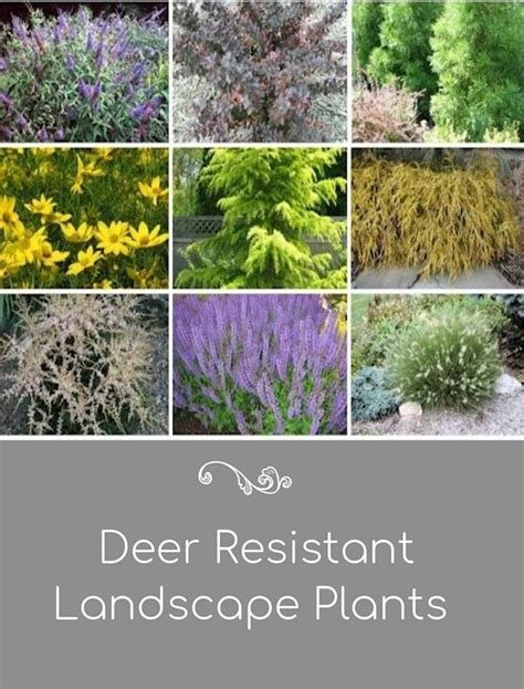 A GUIDE TO NORTHEASTERN GARDENING: Deer Resistant Plants in the Landscape