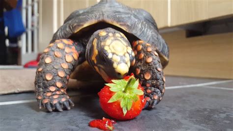 Redfoot tortoise eating a strawberry - YouTube