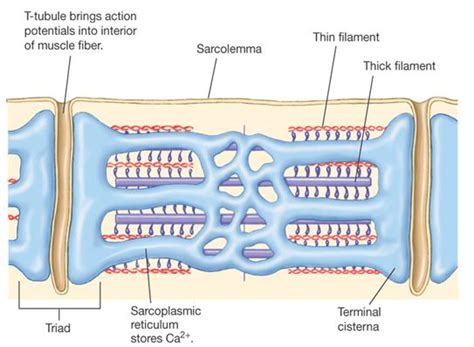 T-tubules - Google Search | Physiology, Nursing school life, Nursing ...