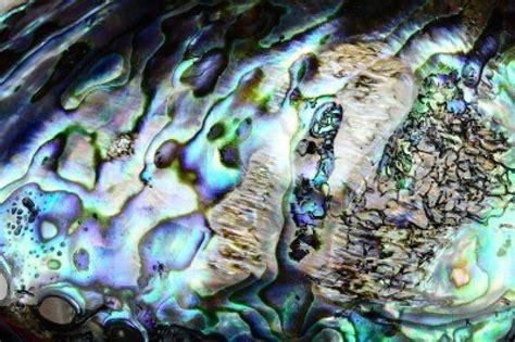 Paua Shell. | Beautiful backgrounds, Paua shell, Macro photography