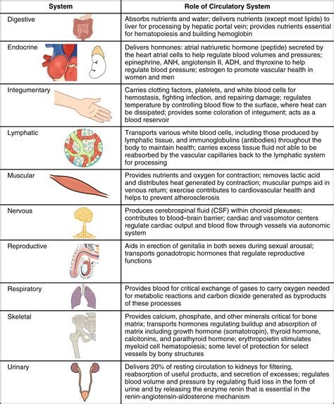 Circulatory System Organs And Functions