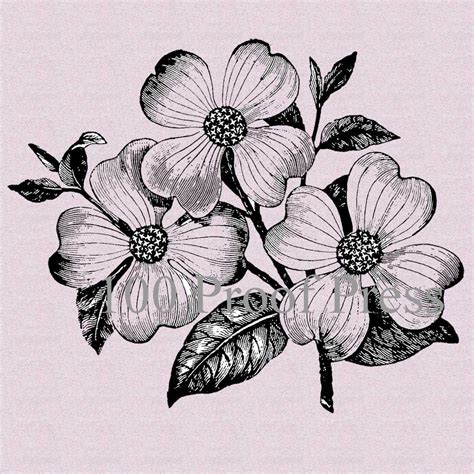 Dogwood Flower Drawing at PaintingValley.com | Explore collection of ...