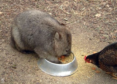 Wombat eating carrots and cereals - Wombat mangeant des carrottes et des céréales [Sophie’s maze]